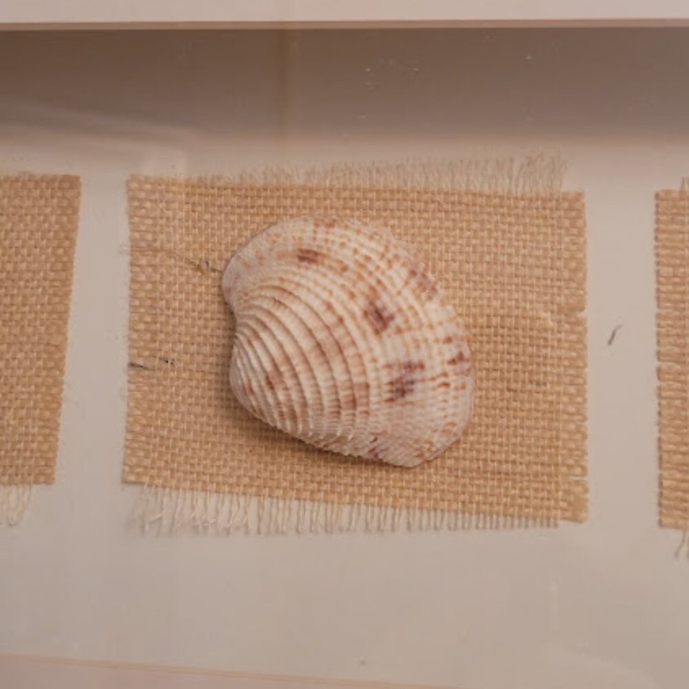 Sea Shell Shadow Boxes - Picture 7 of 11